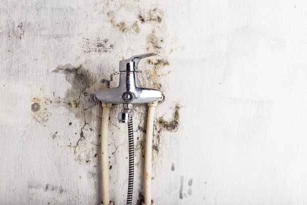 Best Mold Testing and Removal  in Hillsville, VA