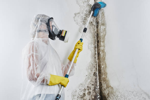 Best Mold Inspection  in Hillsville, VA