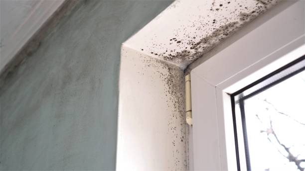 Best Attic Mold Removal  in Hillsville, VA