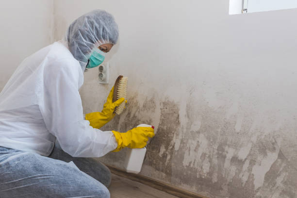 Trusted Hillsville, VA Mold Removal Experts