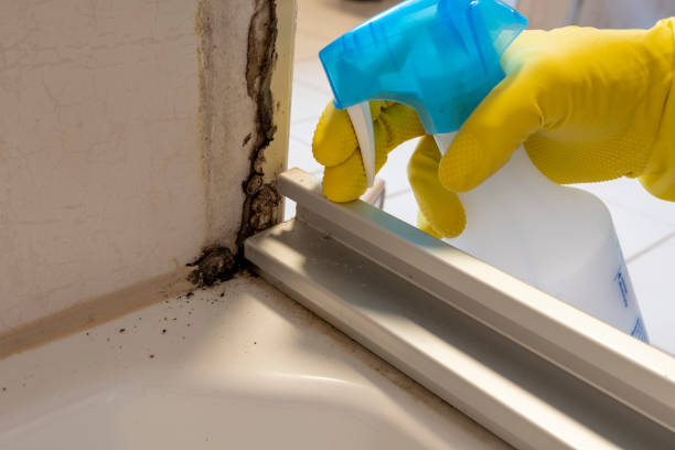 Best Black Mold Removal  in Hillsville, VA