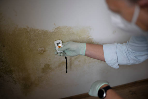 Best Best Mold Removal Companies  in Hillsville, VA