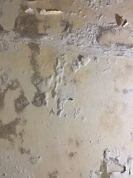 Best Mold Cleaning Services  in Hillsville, VA