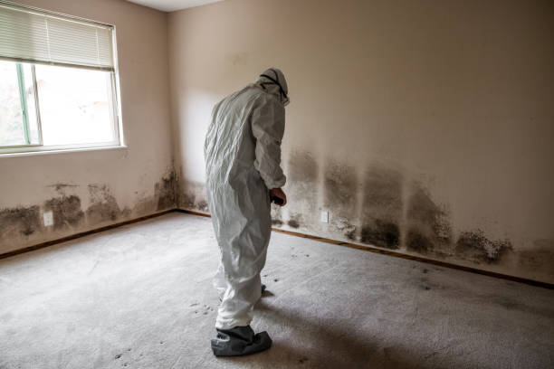 Best Office Mold Removal Services  in Hillsville, VA