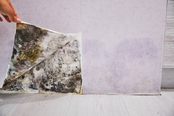Best Emergency Mold Removal  in Hillsville, VA